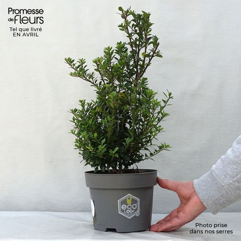 Exemplaar van Ilex crenata Dark Green - Japanse hulst Pot van 2 l/3 l, Struik zoals geleverd in de lente