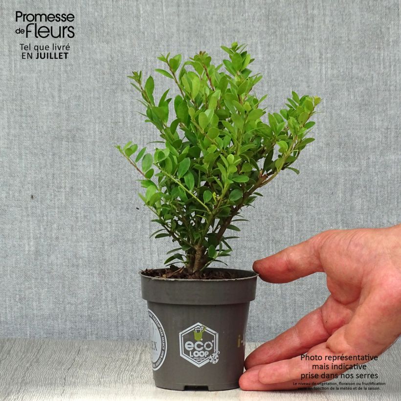 Exemplaar van Ilex crenata Dark Green - Japanse hulst Kweekpotje van 8/9 cm zoals geleverd in de zomer
