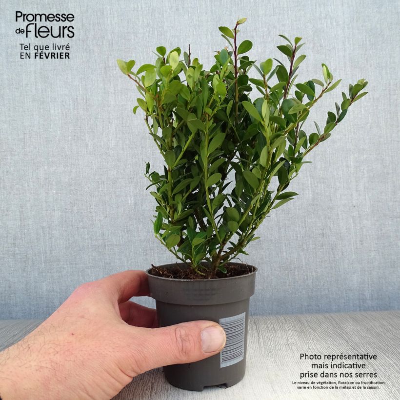 Example of Ilex crenata Dark Green - Japanse hulst Kweekpotje van 8/9 cm as you get in hiver