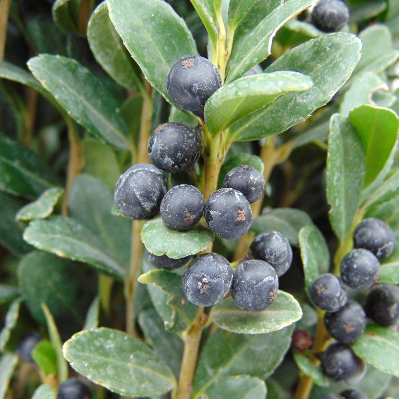 Ilex crenata Fastigiata - Japanse hulst (Harvest)