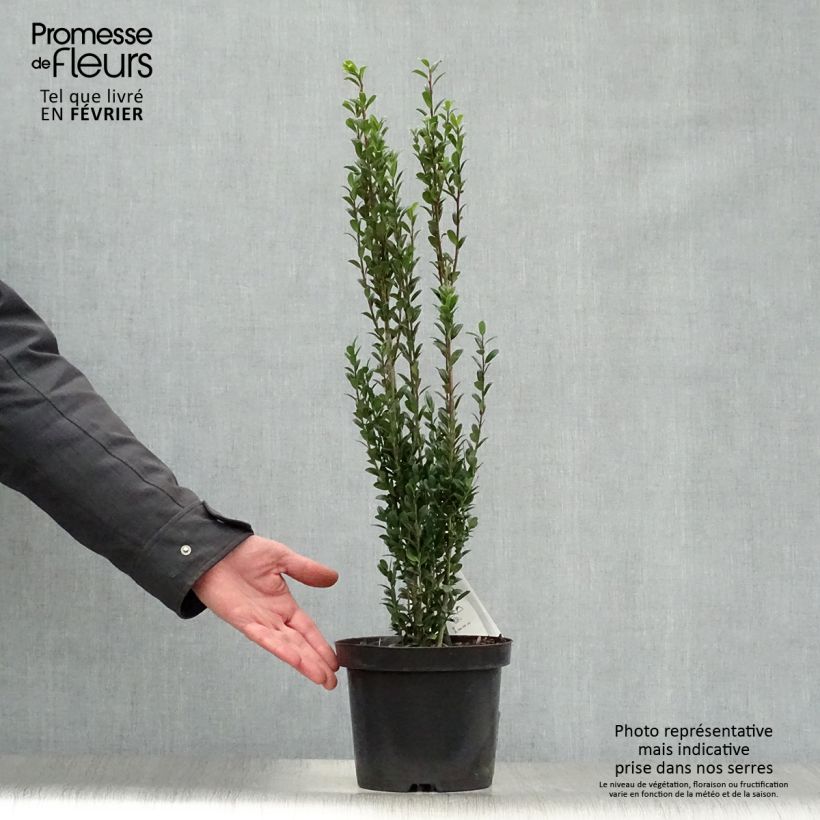 Example of Houx crénelé - Ilex crenata Fastigiata Pot van 3 l/4 l as you get in hiver