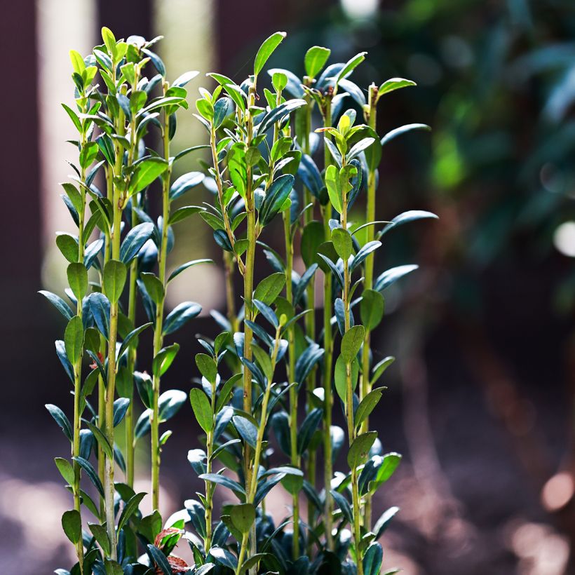 Ilex crenata Fastigiata - Japanse hulst (Foliage)