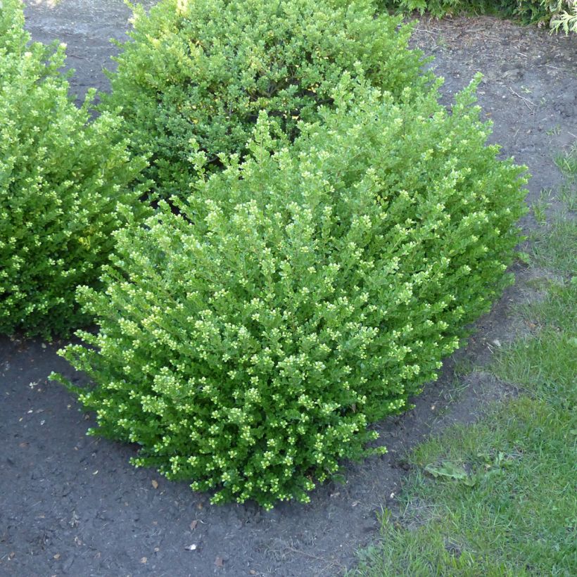 Ilex crenata Glorie Dwarf - Japanse hulst (Plant habit)