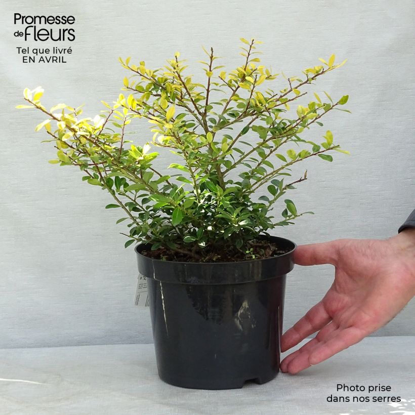 Exemplaar van Ilex crenata Golden Gem - Japanse hulst Pot van 2 l/3 l zoals geleverd in de lente