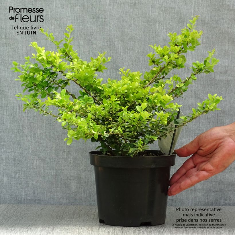 Exemplaar van Ilex crenata Golden Gem - Japanse hulst Pot van 2 l/3 l zoals geleverd in de zomer