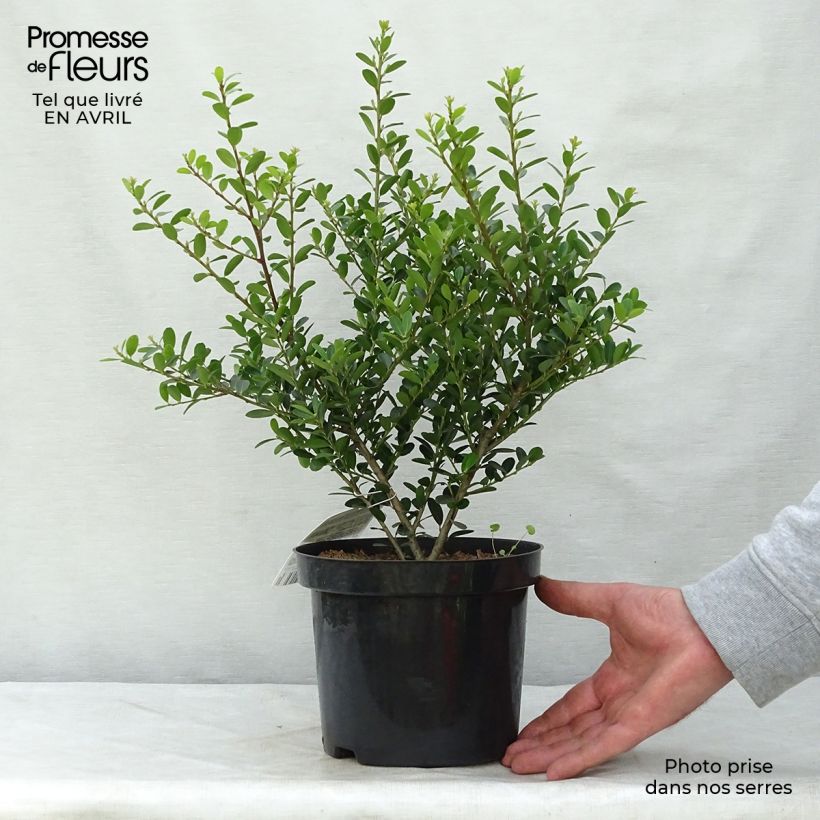 Exemplaar van Ilex crenata Green Hedge - Japanse hulst Pot van 2 l/3 l zoals geleverd in de lente