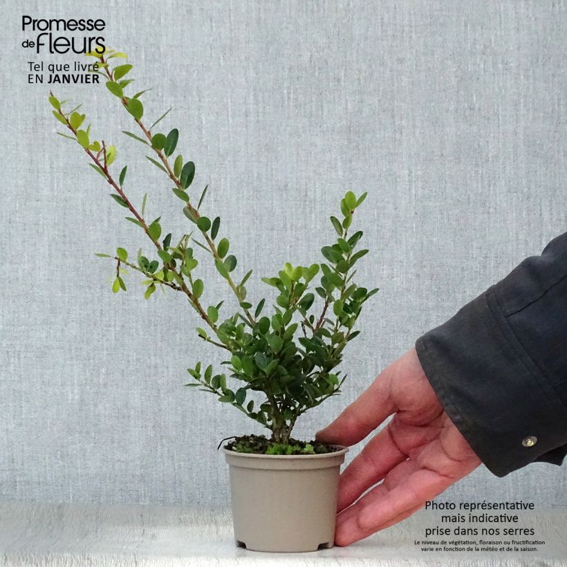 Example of Houx crénelé - Ilex crenata Green Hedge Kweekpotje van 8/9 cm as you get in hiver
