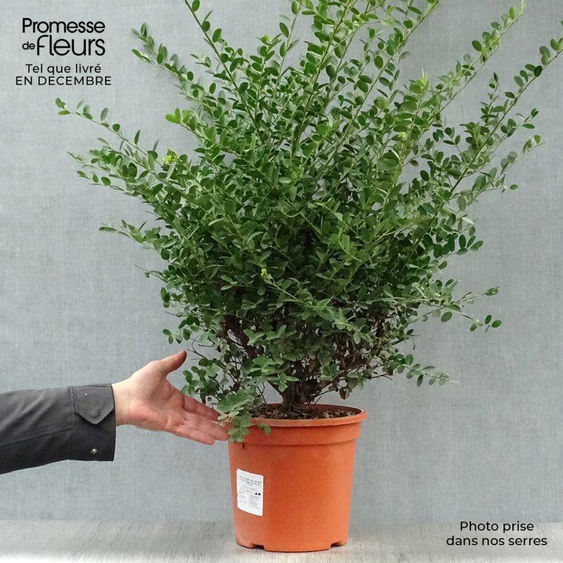 Example of Houx crénelé - Ilex crenata Green Hedge Pot van 7,5 l/10 l as you get in hiver