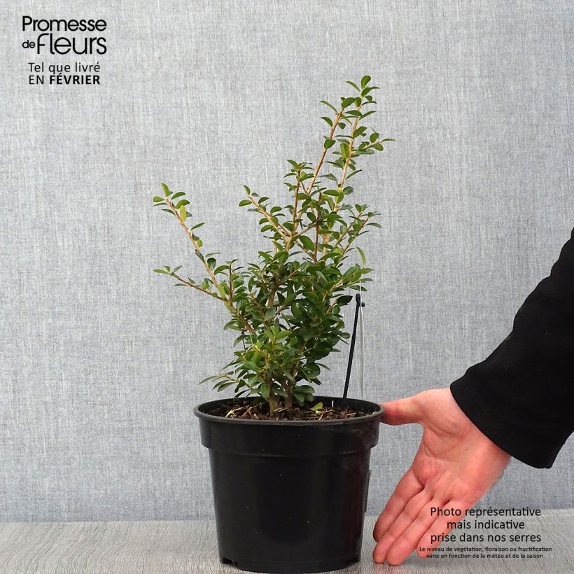 Example of Houx crénelé - Ilex crenata Green Lustre Pot van 2 l/3 l as you get in hiver