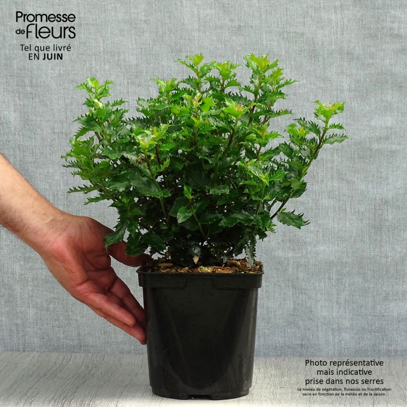 Exemplaar van Ilex meserveae Little Rascal - Kastanjebladige hulst Pot van 2 l/3 l zoals geleverd in de zomer