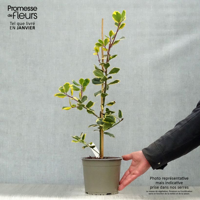 Example of Houx panaché - Ilex Golden King Pot van 2 l/3 l as you get in hiver