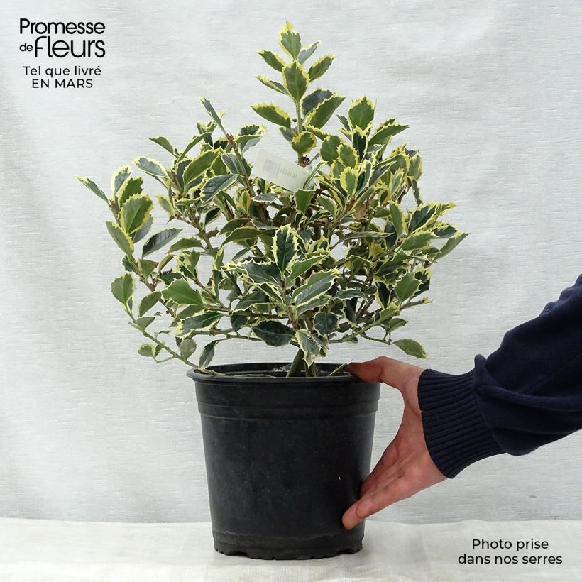 Exemplaar van Ilex aquifolium Argenteomarginata - Hulst bont Pot van 2 l/3 l zoals geleverd in de lente