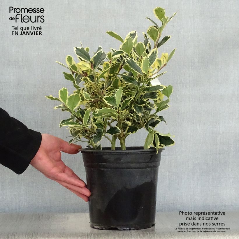 Example of Houx panaché - Ilex aquifolium Argenteomarginata Pot van 2 l/3 l as you get in hiver