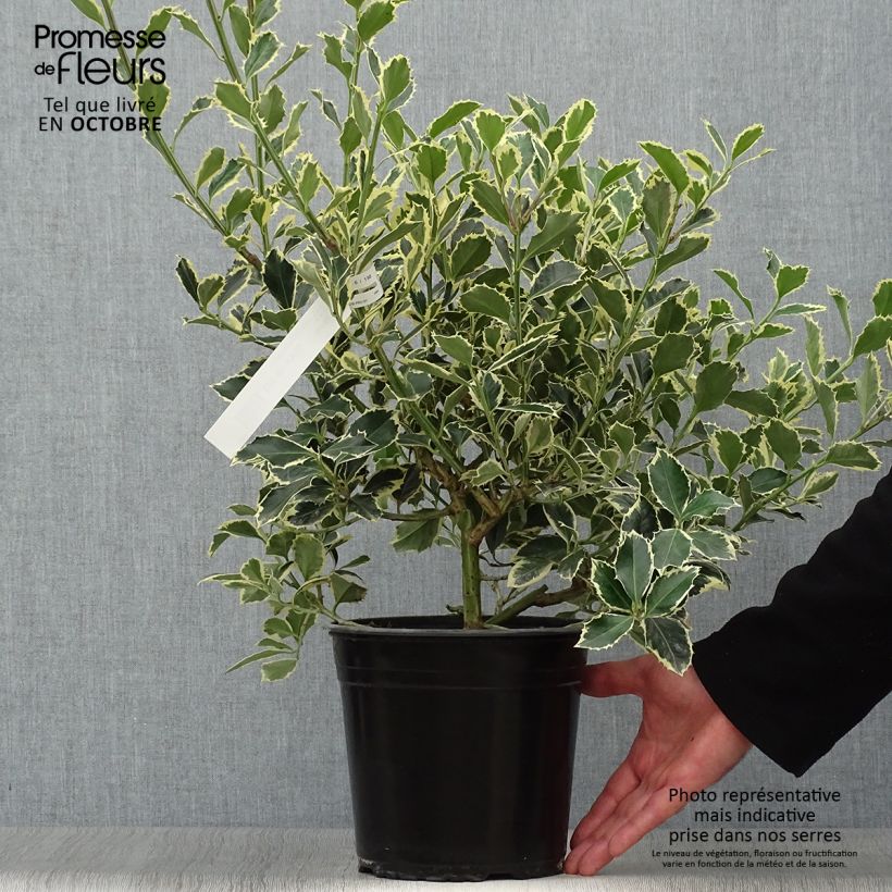 Exemplaar van Ilex aquifolium Argenteomarginata - Hulst bont Pot van 2 l/3 l zoals geleverd in de herfst