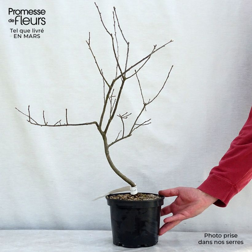 Exemplaar van Ilex verticillata Southern Gentleman - Winterbes Pot van 3 l/4 l zoals geleverd in de lente