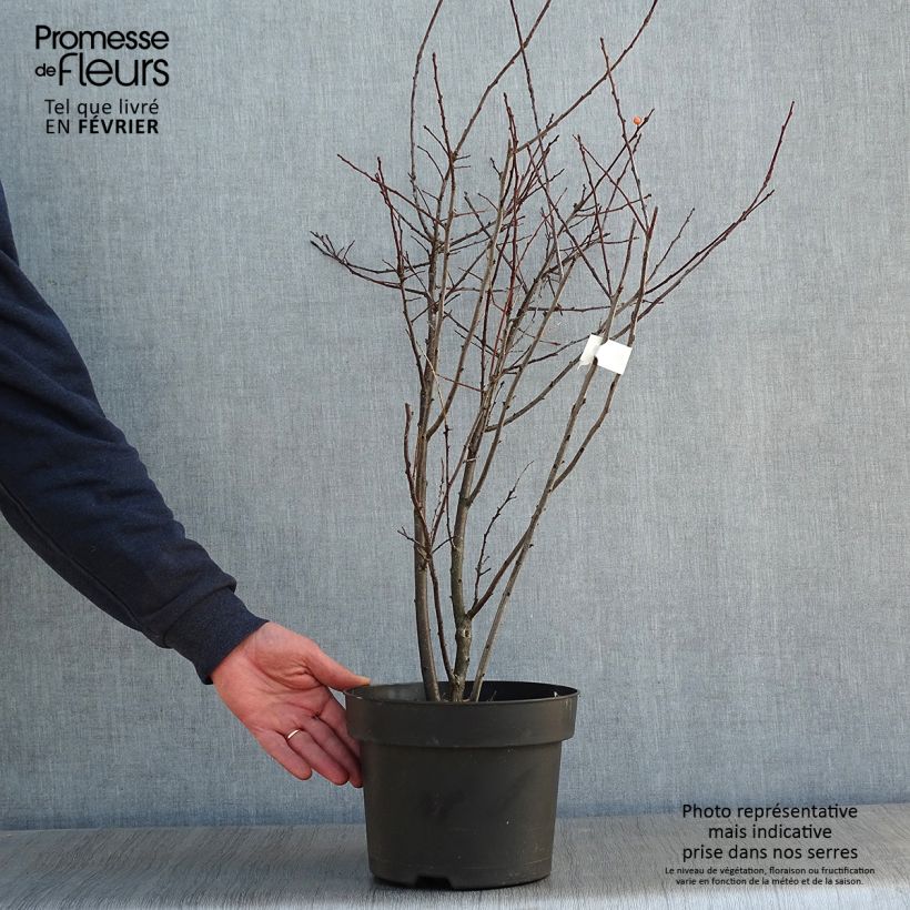 Example of Houx verticillé femelle Magical Daydream - Ilex verticillata Pot van 4 l/5 l as you get in hiver