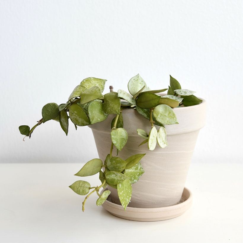 Hoya krohniana Eskimo - Wasbloem (Groeiplaats)