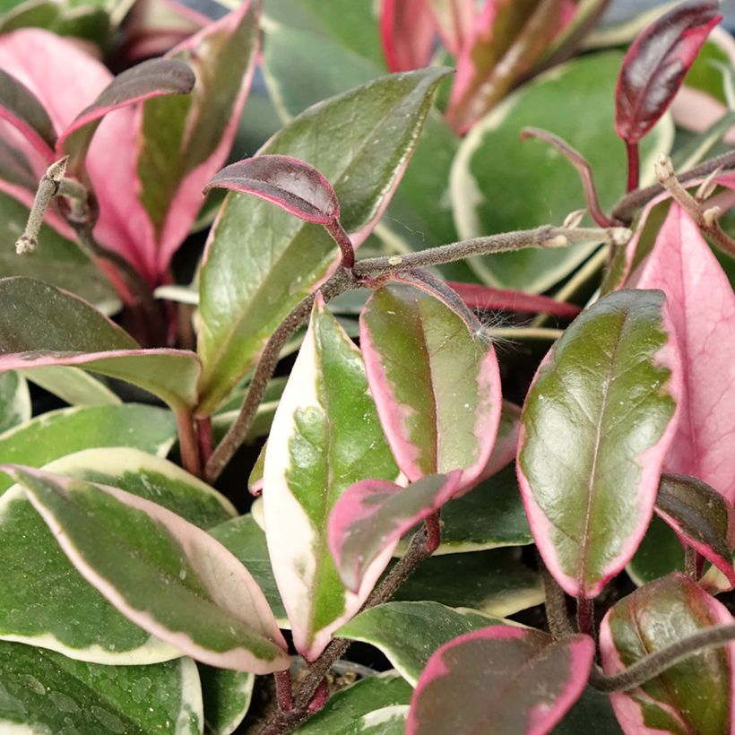 Hoya carnosa Flamingo Dream - Wasbloem (Blad)