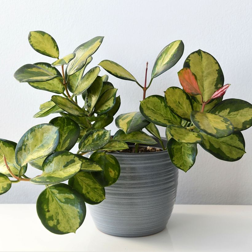 Hoya australis Tricolor - Wasbloem (Groeiplaats)