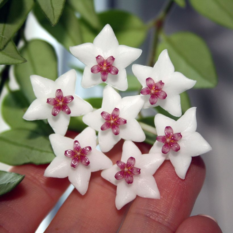 Hoya bella - Wasbloem (Bloei)
