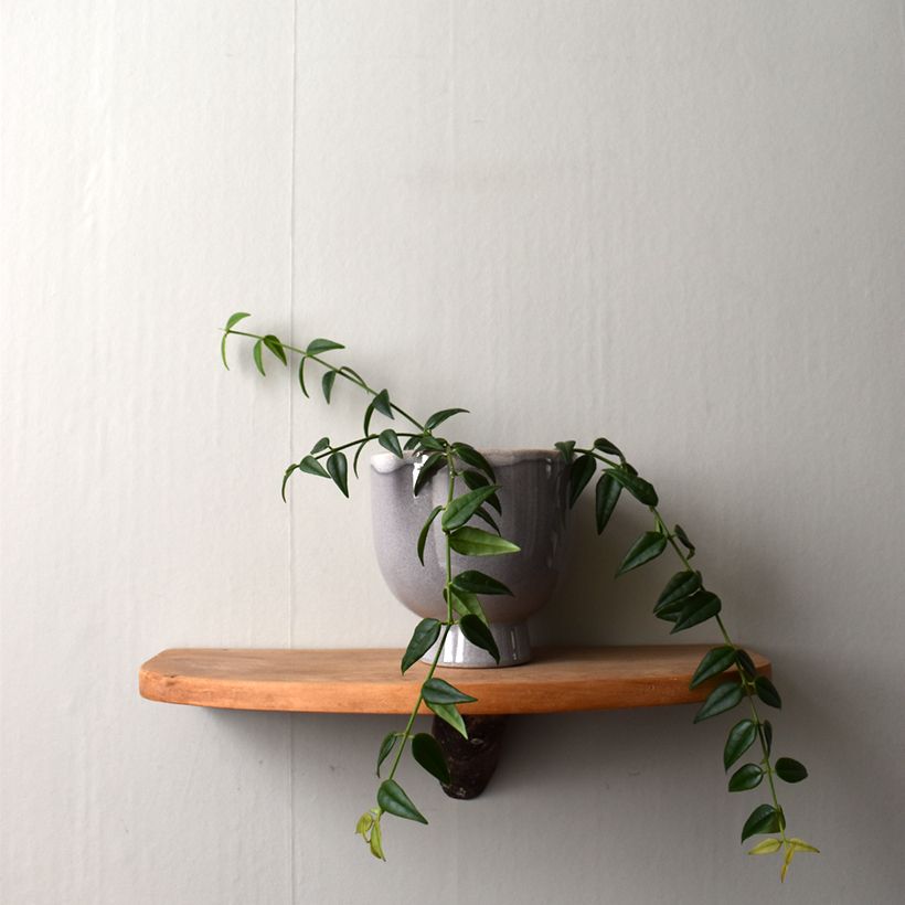 Hoya bella - Wasbloem (Groeiplaats)