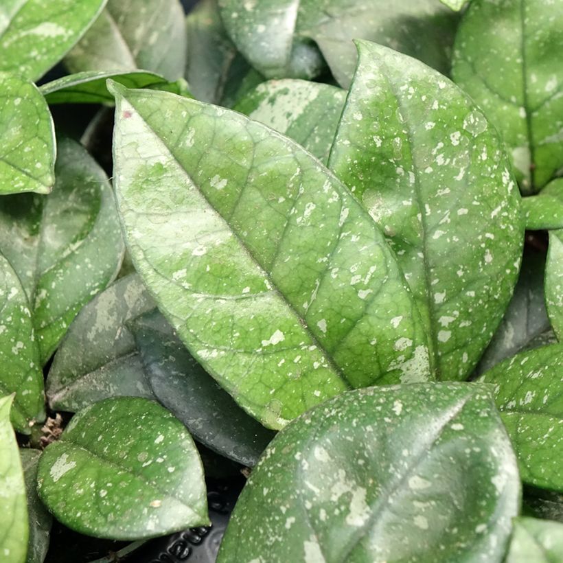 Hoya callistophylla Sabah - Wasbloem (Blad)