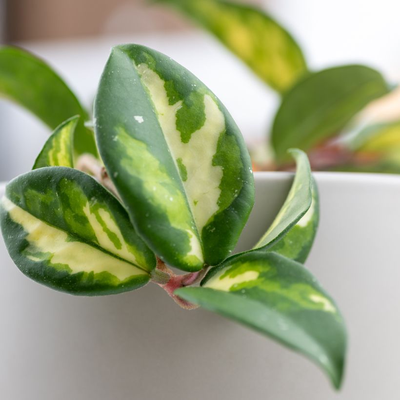 Hoya carnosa Tricolor - Wasbloem (Blad)