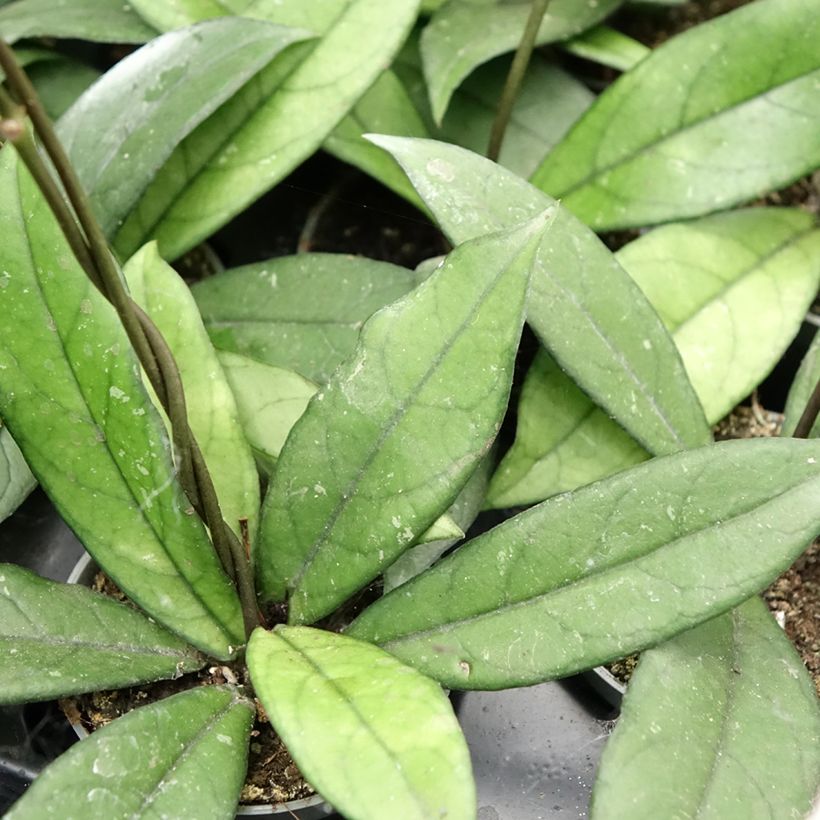 Hoya crassipetiolata - Wasbloem (Blad)