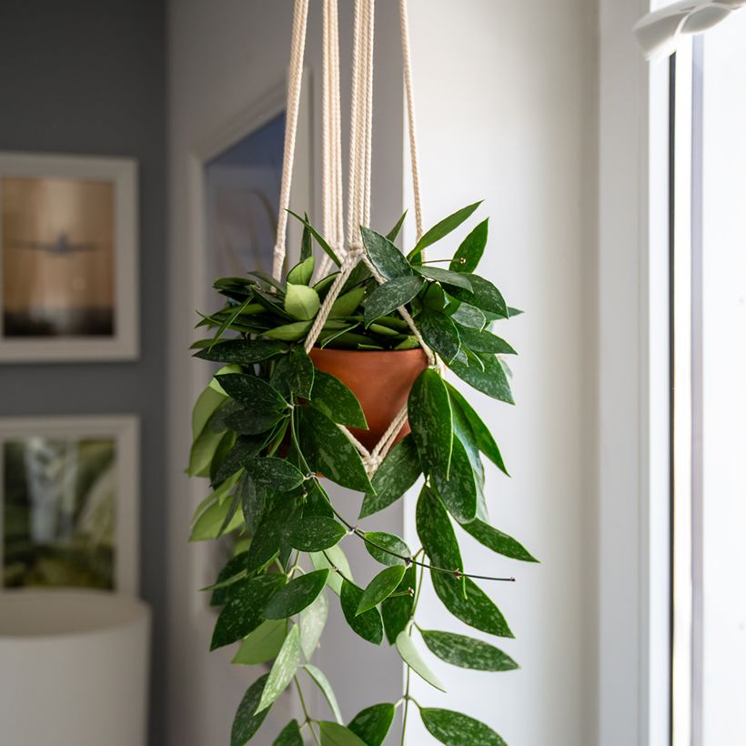 Hoya gracilis - Wasbloem (Groeiplaats)