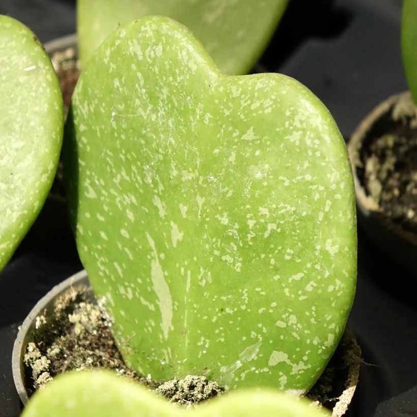 Hoya kerrii Splash - Hartjesplant (Blad)