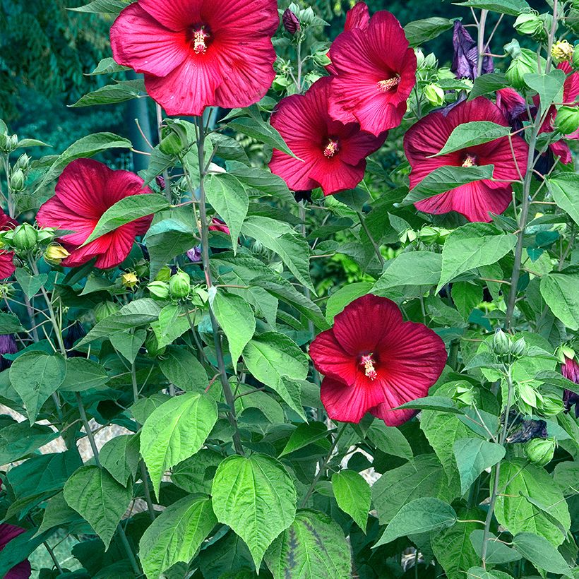 Hibiscus moscheutos Rood - Moerashibiscus (Plant habit)