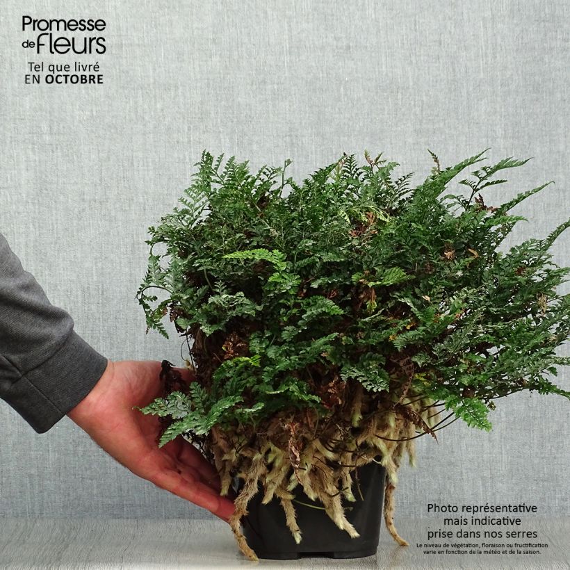 Exemplaar van Humata tyermannii - Konijnenpootvaren Pot van 12 cm / 13 cm zoals geleverd in de herfst