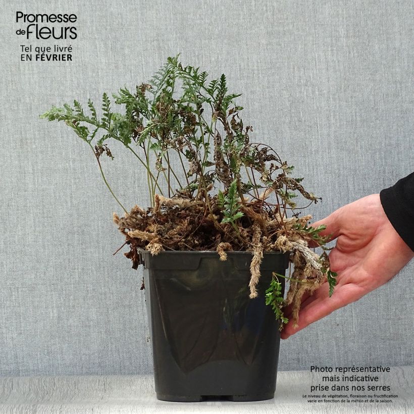 Example of Humata tyermannii - Fougère Patte de lapin Pot van 12 cm / 13 cm as you get in hiver