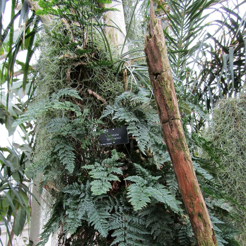 Humata tyermannii - Konijnenpootvaren (Plant habit)