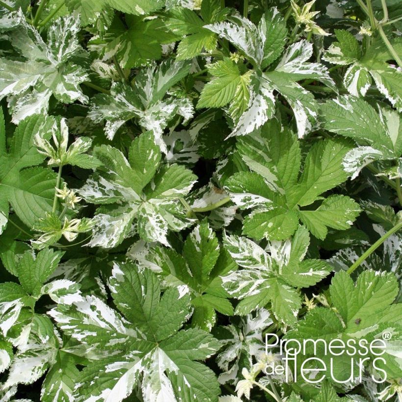 Hop Variegatus - Humulus japonicus (Blad)