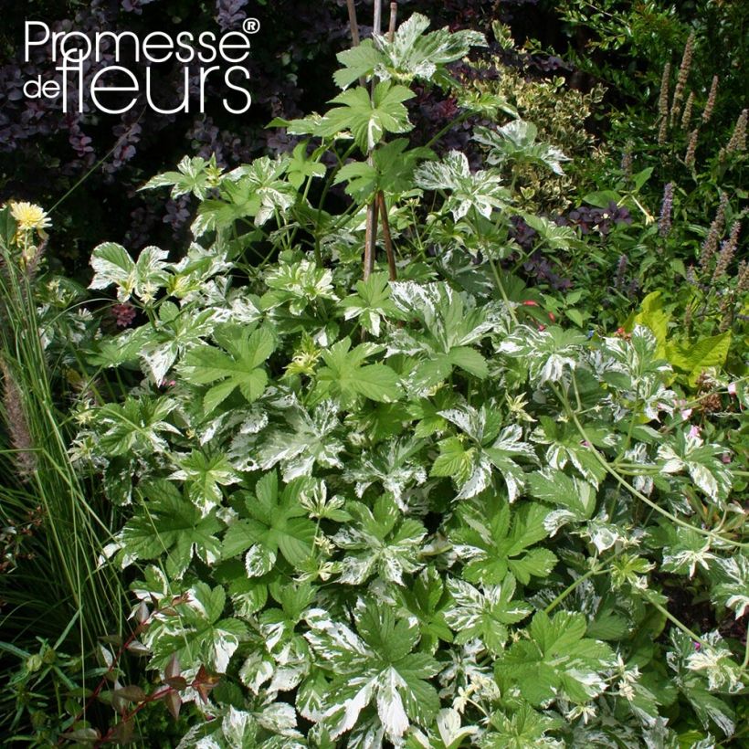 Hop Variegatus - Humulus japonicus (Groeiplaats)