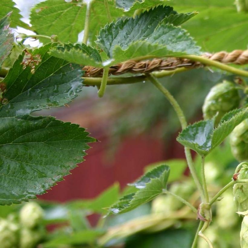 Hop Cascade - Humulus lupulus (Blad)