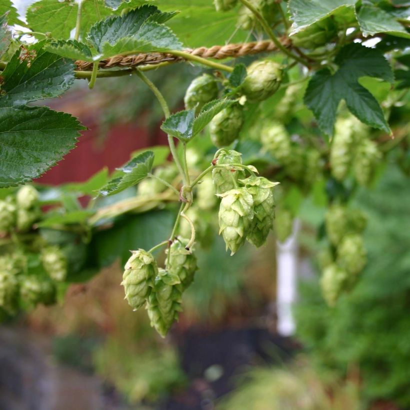 Hop Cascade - Humulus lupulus (Bloei)