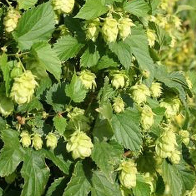 Hop Nordbrau - Humulus lupulus (Foliage)