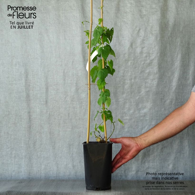 Exemplaar van Hop Nordbrau - Humulus lupulus Pot van 1,5 l/2 l zoals geleverd in de zomer