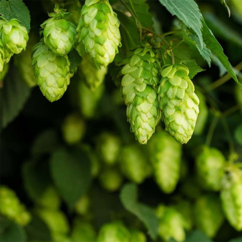 Hop Target - Humulus lupulus (Bloei)