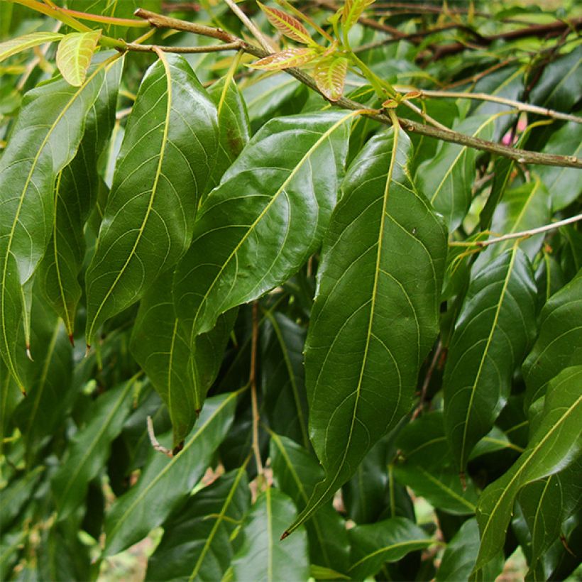 Huodendron biaristatum (Blad)
