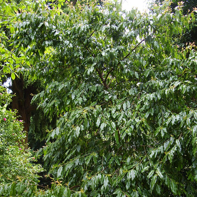 Huodendron biaristatum (Groeiplaats)