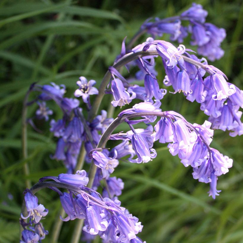 Spaanse hyacint - Hyacinthoides hispanica (Bloei)