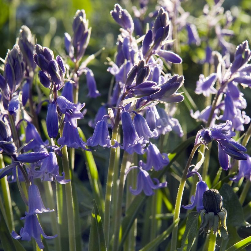 Spaanse hyacint Mix - Hyacinthoides hispanica (Groeiplaats)