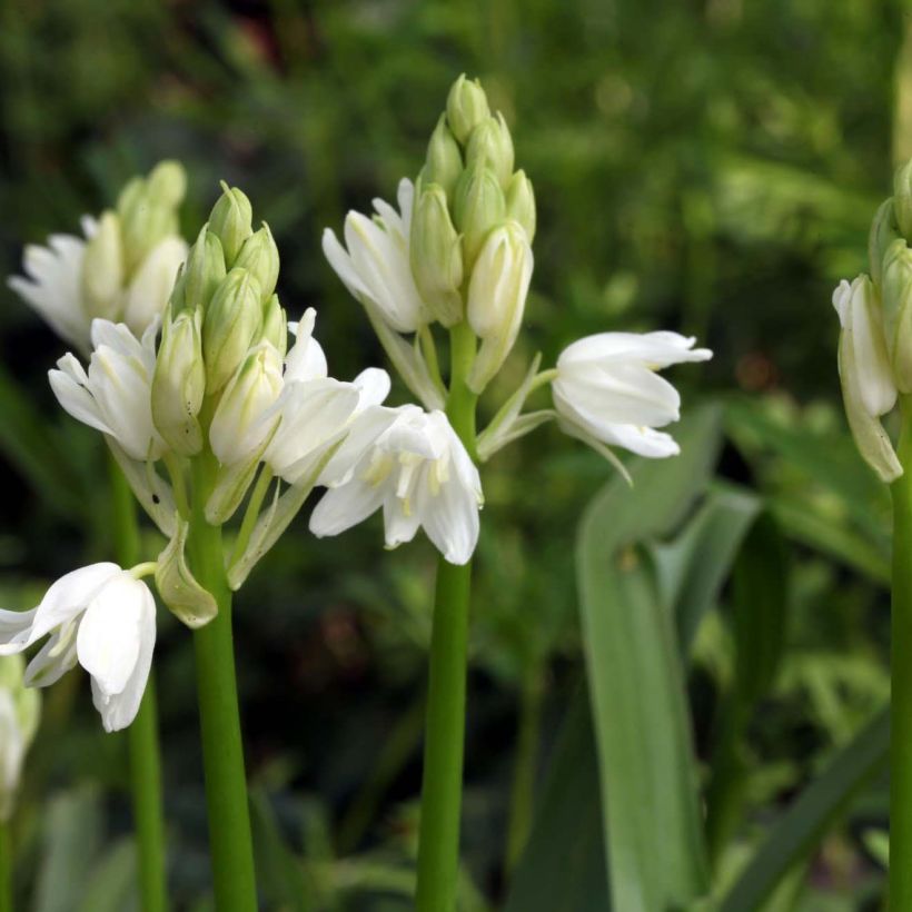 Boshyacint Wit - Hyacinthoides non scripta Alba (Bloei)