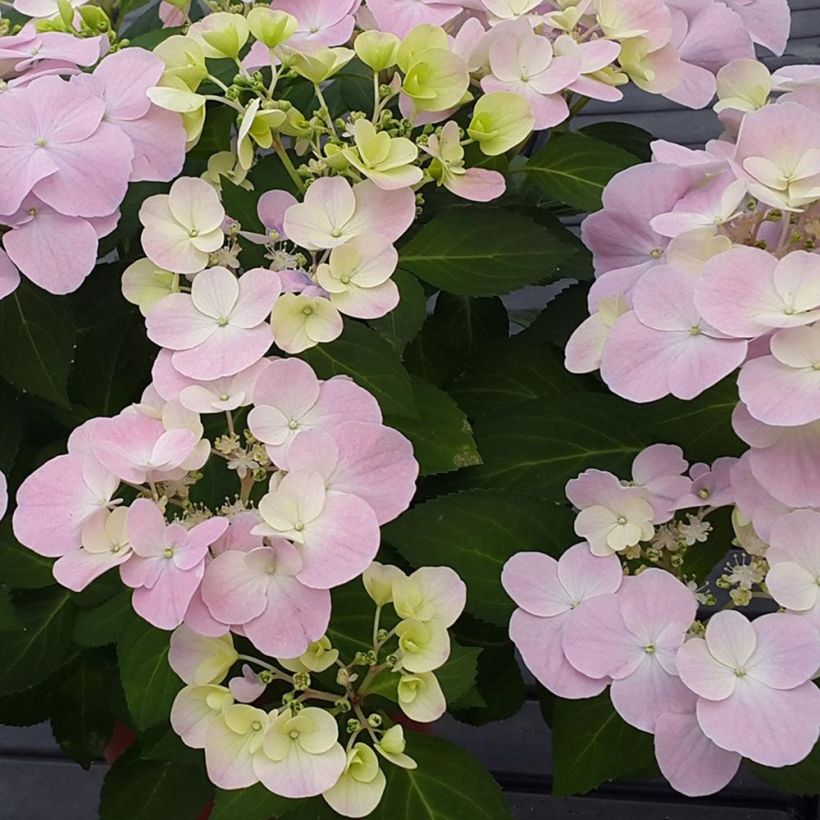 Hydrangea French Bolero - Guirlande hortensia (Flowering)