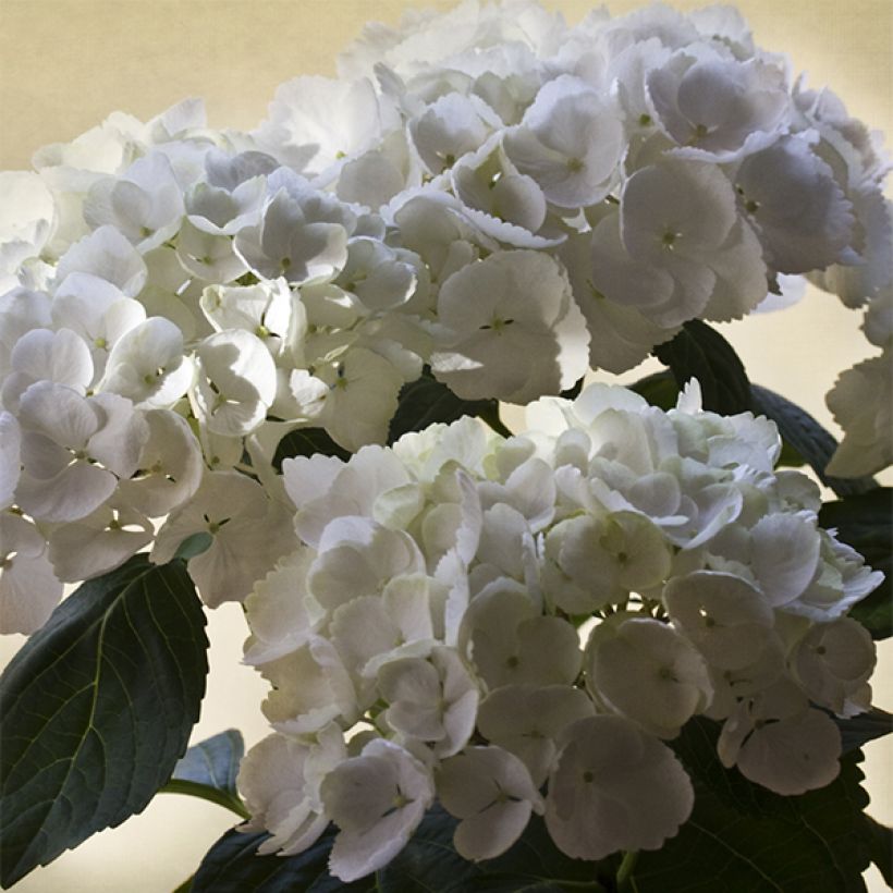 Hydrangea macrophylla Magical Pearl - Boerenhortensia (Bloei)