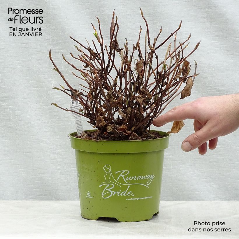 Example of Hortensia - Hydrangea Runaway Bride Pot van 3 l/4 l as you get in hiver