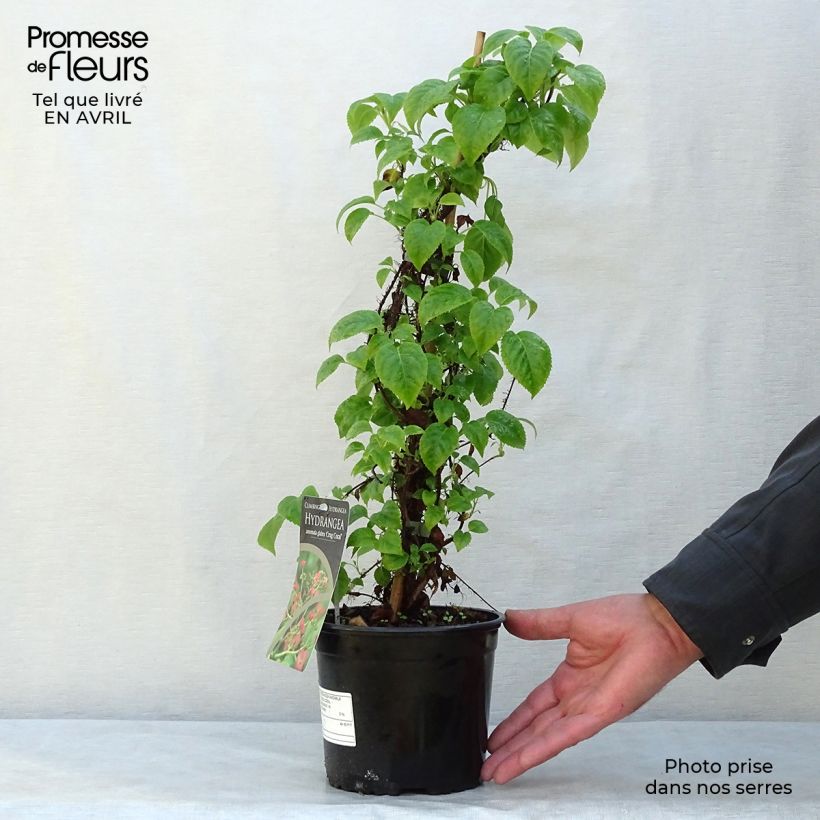 Exemplaar van Hydrangea anomala Crug Coral - Klimhortensia Pot van 2 l/3 l zoals geleverd in de lente